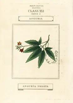 Duppa Prints: Caribbean pygmymelon, Psiguria pedata