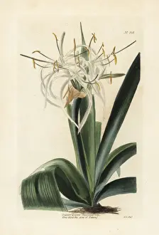 Cooke Prints: Caribbean spider-lily, Hymenocallis caribaea