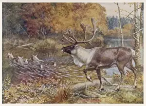 Caribou / Ency. of Sport