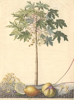 Brassicales Gallery: Carica papaya L. papaya or melon pawpaw