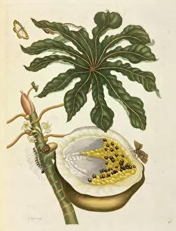 Malvidae Gallery: Carica papaya, Papaya