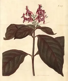 Picta Prints: Caricature-plant, Graptophyllum pictum