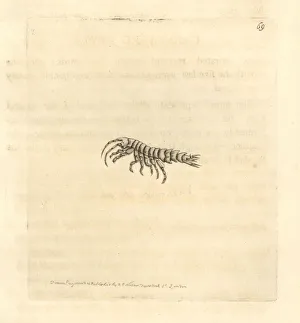 Carinated atyla, Atylus carinatus Carinated atyla, Atylus carinatus