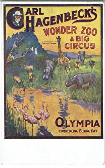 promotional postcard for Carl Hagenbecks Wonder Zoo and Big Circus, Olympia. 26th December 1913. Under the Direction of Charles B. Cochrane. Carl Hagenbeck supplied wild animals to entertainments all over Europe. He was already showing animals without cages, at Olympia as well at as his base in Hamburg. Date: 1913 Carl Haganbecks Wonder Zoo and Big Circus