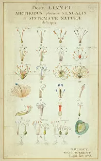 Georg Dionysius Ehret Collection: Carl Linnaeuss Systema Naturae (1736)