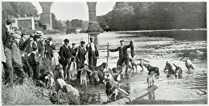 Otter Prints: Carlisle otter hunt, the kill. Date: 1901