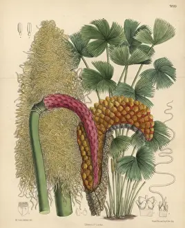 Matilda Prints: Carludovica rotundifolia, palm native to Costa Rica
