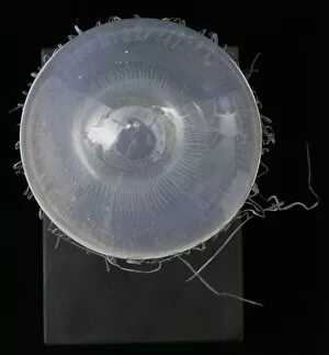 1822 1895 Collection: Carmarina hastata, jellyfish