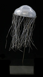 Images Dated 26th August 2005: Carmarina hastata, jellyfish model