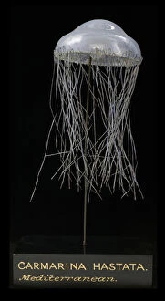 Fragile Collection: Carmarina hastata, jellyfish model