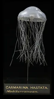 London Prints: Carmarina hastata, jellyfish model