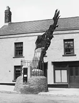 Sacred Prints: Carmarthen Ancient Oak