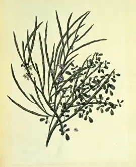 Leguminosae Prints: Carmichaelia solandri