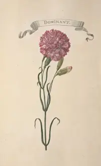 Carnation