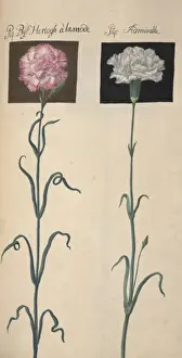 Carnation