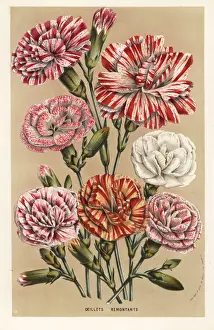 Carnation Prints: Carnation or clove pink cultivars, Dianthus caryophyllus