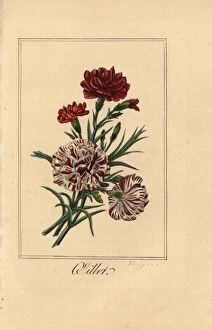 Images Dated 31st March 2020: Carnation or clove pink, oillet, Dianthus caryophyllus