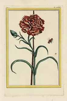 Curieuses Prints: Carnation, Dianthus caryophyllus