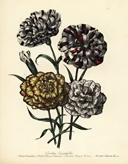 Jane Gallery: Carnation or Dianthus caryophyllus varieties