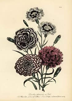 Albans Collection: Carnation or Dianthus plumarius varieties