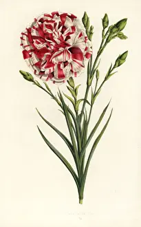 Carnation hybrid, Louis Napoleon, Dianthus caryophyllus