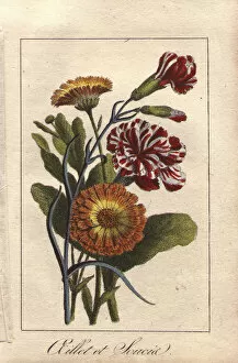 Florist Gallery: Carnation and marigold, Dianthus caryophyllus