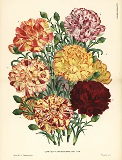 Pannemaeker Prints: Carnation varieties, Bizarre type, Dianthus caryophyllus