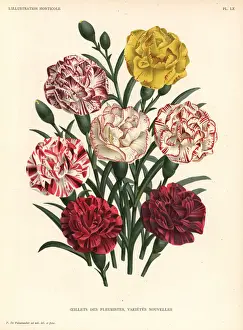 Pannemaeker Prints: Carnation varieties, Dianthus caryophyllus