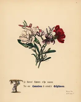 Winters Prints: Carnations and Gilly flowers (Winters Tale)