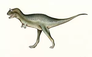 Cretaceous Period Collection: Carnotaurus