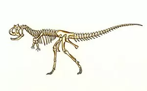 Archosauria Collection: Carnotaurus skeleton