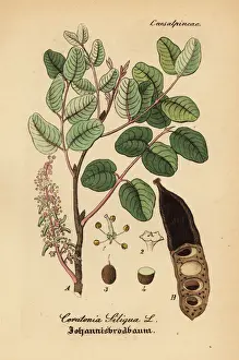 Locust Prints: Carob tree, Ceratonia siliqua