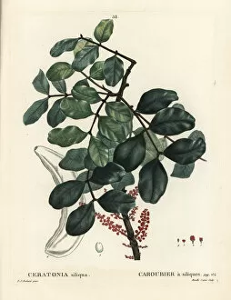 Arbustes Gallery: Carob tree or locust bean, Ceratonia siliqua