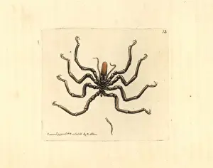 Carolinensis Prints: Carolina ammothea, Ammothea carolinensis