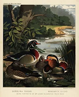 Brooks Collection: Carolina ducks, Aix sponsa, and Mandarin ducks, Aix