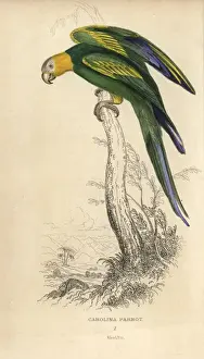 Lauder Prints: Carolina parakeet, Conuropsis carolinensis