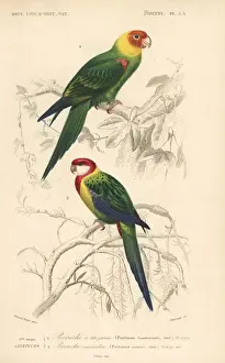 Naturelle Prints: Carolina parakeet (extinct) and eastern rosella