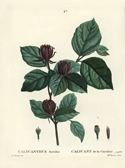 Carolina spicebush or eastern sweetshrub