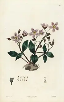 Carolina springbeauty, Claytonia caroliniana