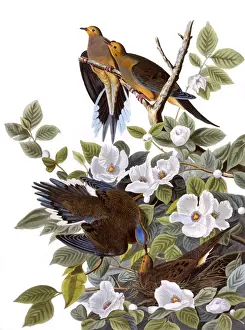 Turtle Prints: Carolina Turtle Dove, by John James Audubon