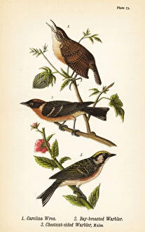 Carolina wren, bay-breasted warbler and chestnut-sided