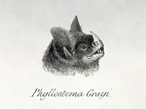 Carollia brevicauda, silky short-tailed bat