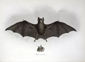 Bahia Collection: Carollia brevicauda, silky short-tailed bat