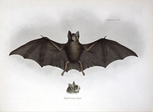 Carollia brevicauda, silky short-tailed bat
