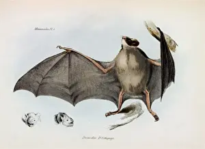 Carollia brevicauda, silky short-tailed bat