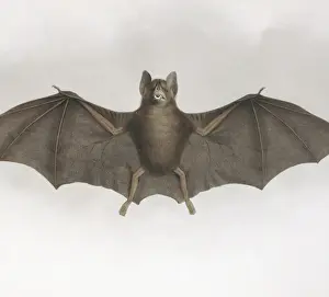 Darwin200 Prints: Carollia perspicillata, Sebas short-tailed bat