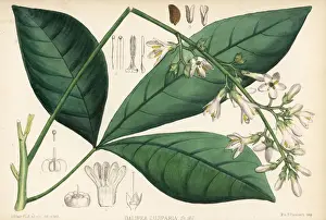 Bark Prints: Carony bark or orayuri, Angostura trifoliata