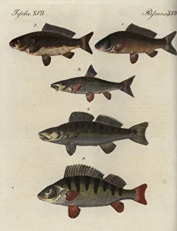 Carpio Collection: Carp and perch varieties