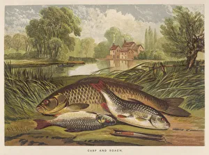 Roach Gallery: A Carp and a Roach