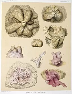 Foraminiferan Collection: Carpenteria & Polytrema